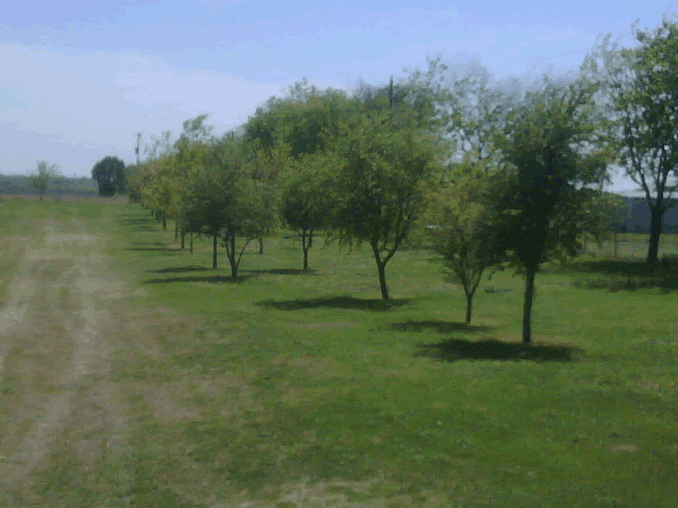 TreeFarm2